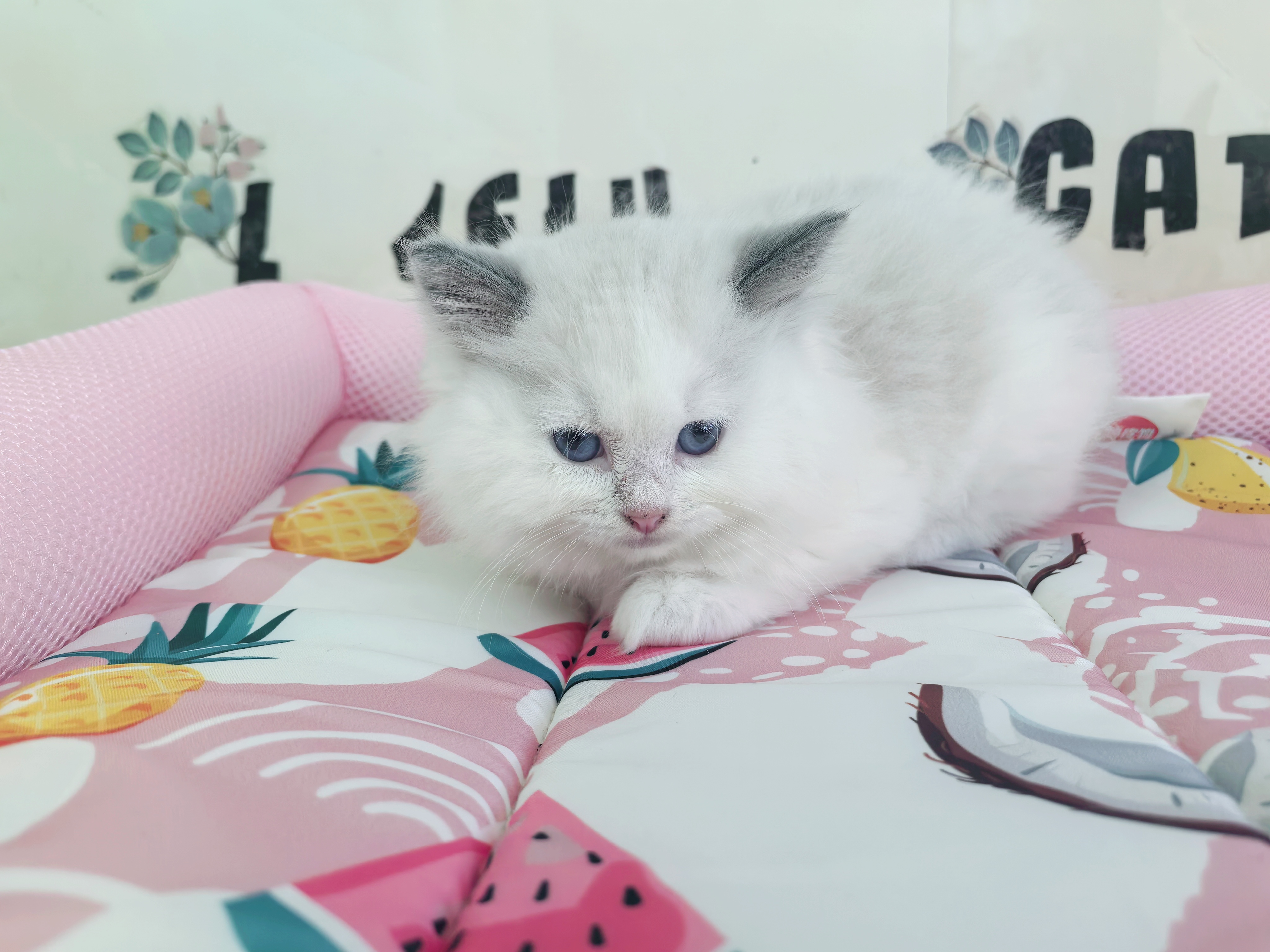 布偶猫